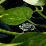 Load image into Gallery viewer, Natural Crytal Quartz Turtle Shape Gemstone Carving, 17X25 MM Minimalist Turtle Carving for Jewelry, Handmade Harmony Gemstone Beads Carving