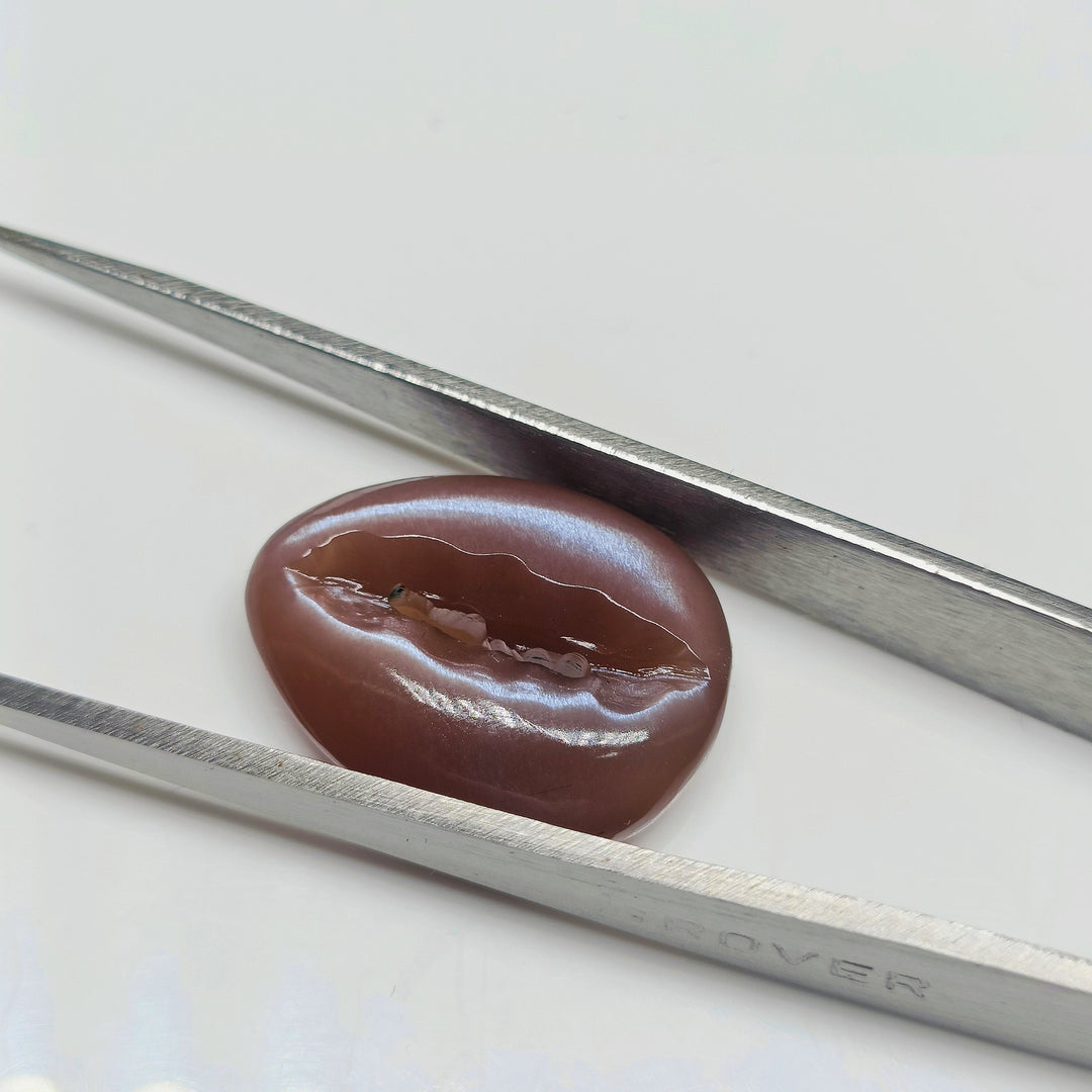 Natural Chocolate Moonstone Kaudi Shells Carving, Brown Moonstone Sea Shell Gemstone Beads, 20X16 mm Conch Shell Shape, Jewelry Making Charm