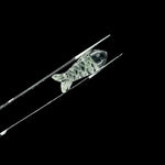 Load image into Gallery viewer, Natural Crystal Quartz Fish Shape Beads, AAA Clear Crystal Fish Shape Briolette's, Marine Sea Fishes, 25 MM, Fish Charms for Jewelry