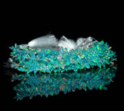 Light Blue Ethiopian Opal Marquise Shape Beads, AAA Fire Ethiopian Opal Smooth Gemstone Beads, 7 - 8 MM, 6 Inch Strand